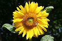 IMG_7988