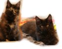 Abraxas und Abby