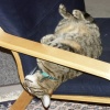 Kitty schläft auf dem Stuhl