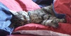 Kitty schläft schon wieder