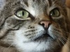 Kitty Portrait