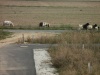 Circus Tiere