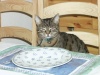 Kitty hat immer Hunger